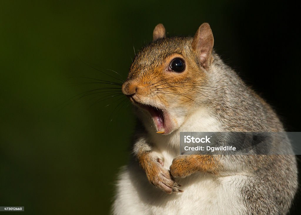 Squirrel portrait