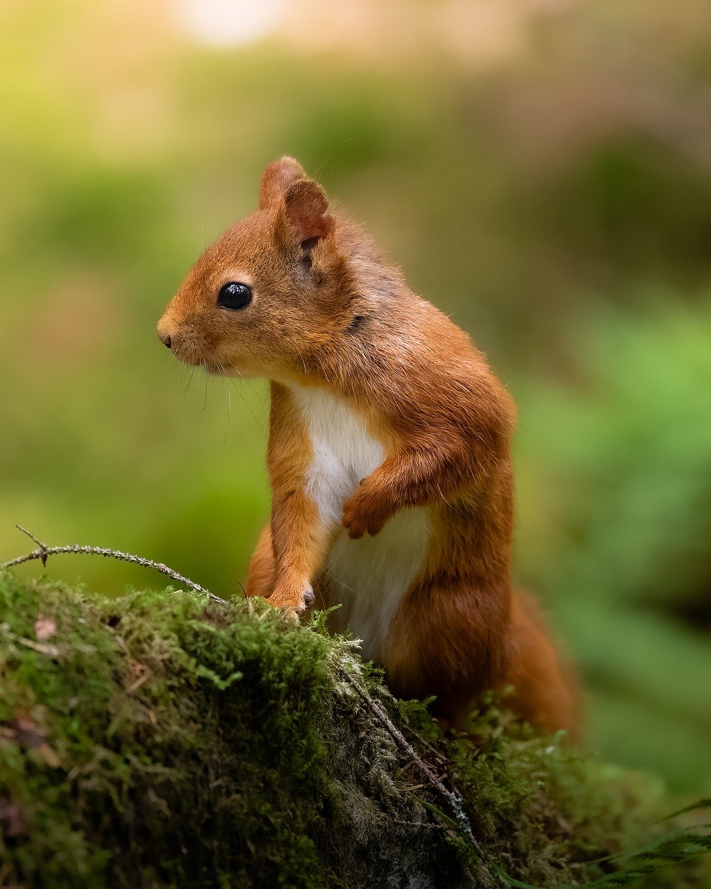 Squirrel wildlife photography